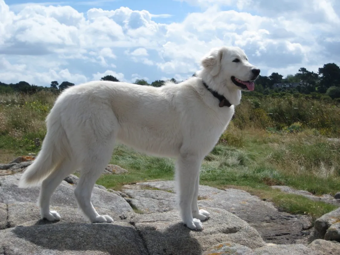 Maremma Sheepdog
